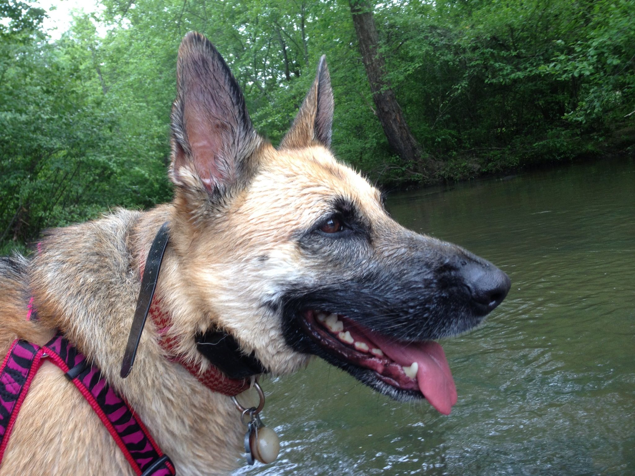 My German Shepherd loving the water