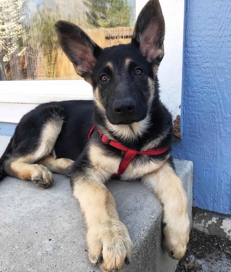 My German Shepherd puppys ears have just started to stand ...