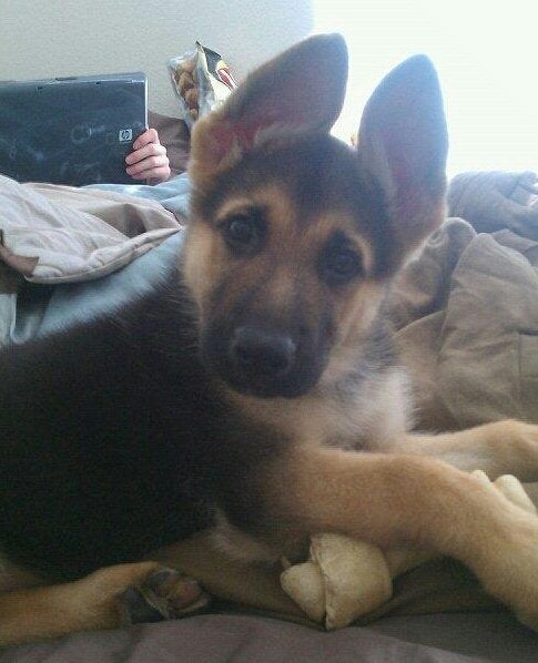 My German Shepherd...the day his ears popped up : pics