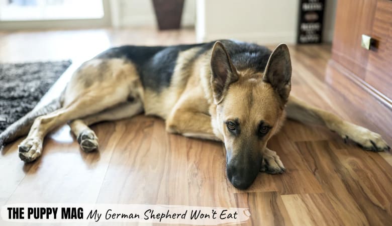 My German Shepherd Wont Eat