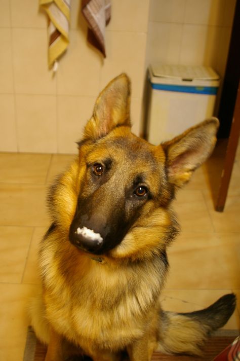 My GSD couldn