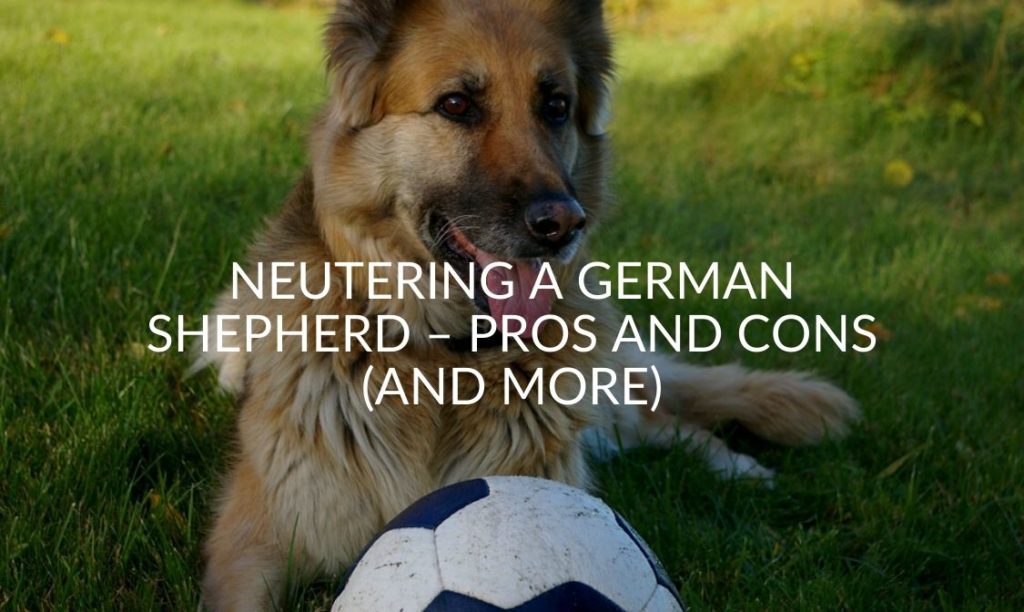 Neutering A German Shepherd