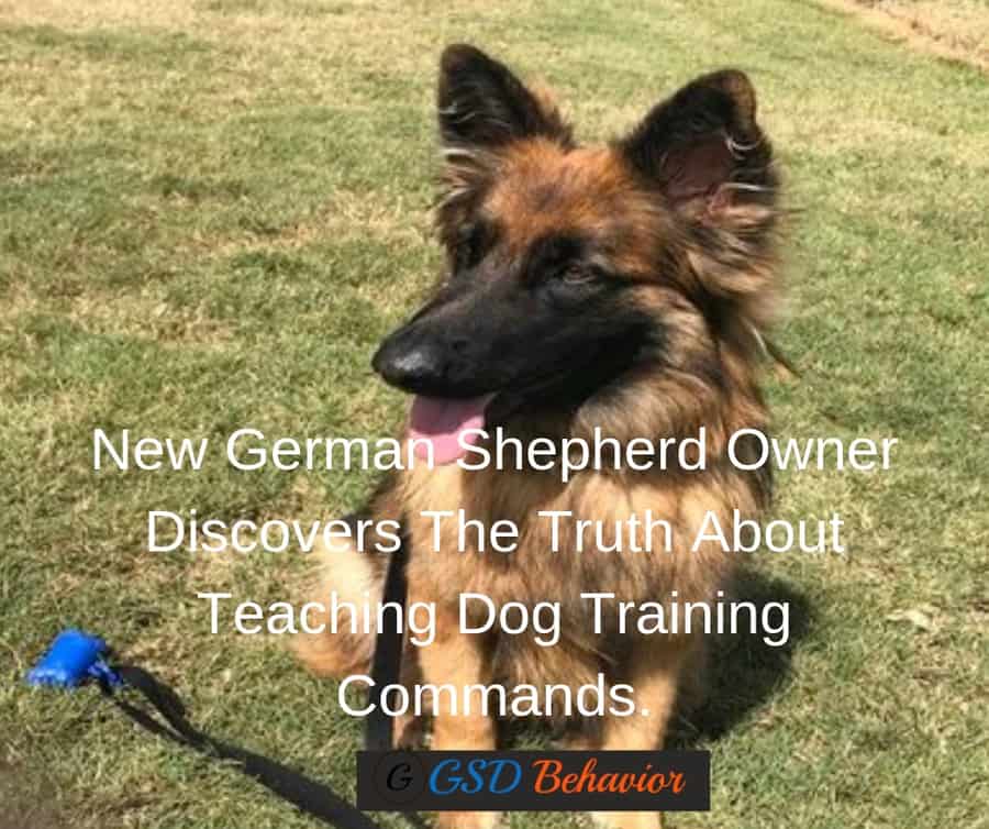 New German Shepherd Owner Discovers The Truth About Teaching Dog ...
