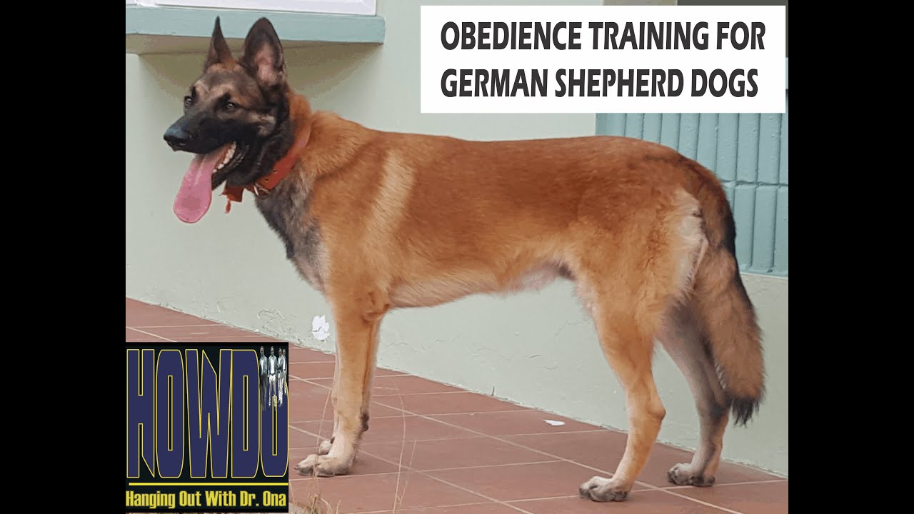 Obedience Training For German Shepherd Dog