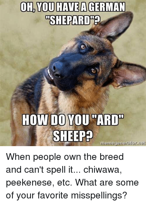 OH YOU HAVE a GERMAN SHEPARD How DO YOU ARD SHEEP ...