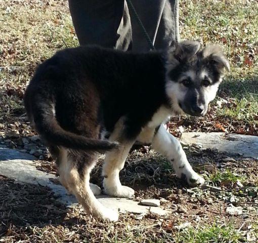 Old fashion German Shepherd puppy for Sale in Acorn, Kentucky ...