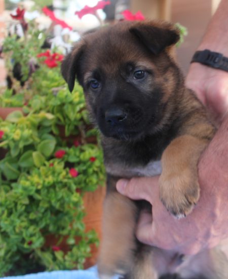 Onkel Sable German Shepherd Puppy for sale in Tucson Arizona