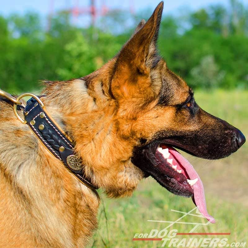 Order German Shepherd Nappa Padded Leather Dog Collar with Braids