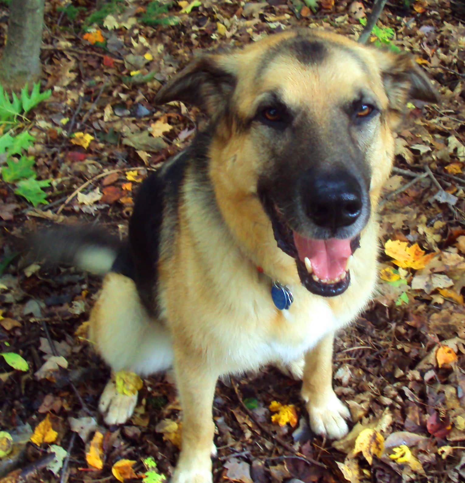 Ottawa Valley Dog Whisperer : DO DOGS SMILE?