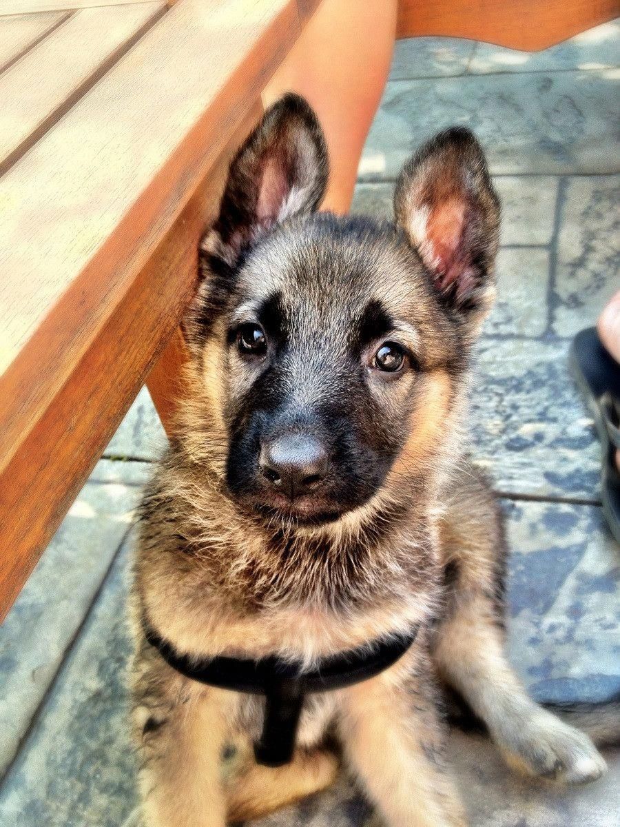 Our new German Shepherd puppy :)