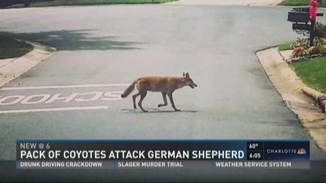 Pack of Coyotes Attack German Shepherd