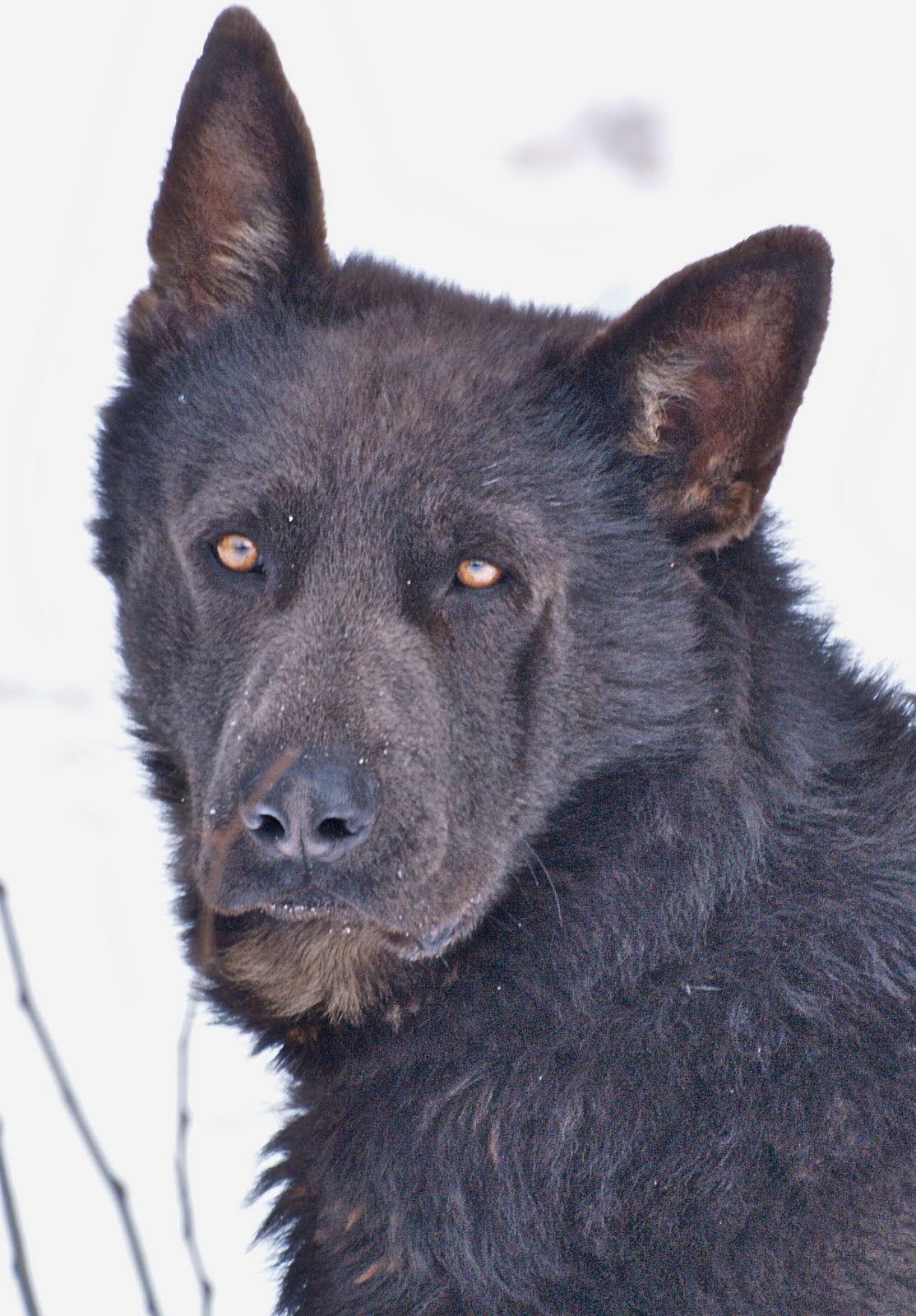 Part Wolf Part German Shepherd. What a face.