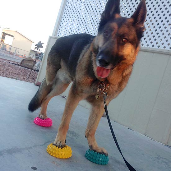 Paw Pods Create Tripawd Exercise and Balance Game Fun