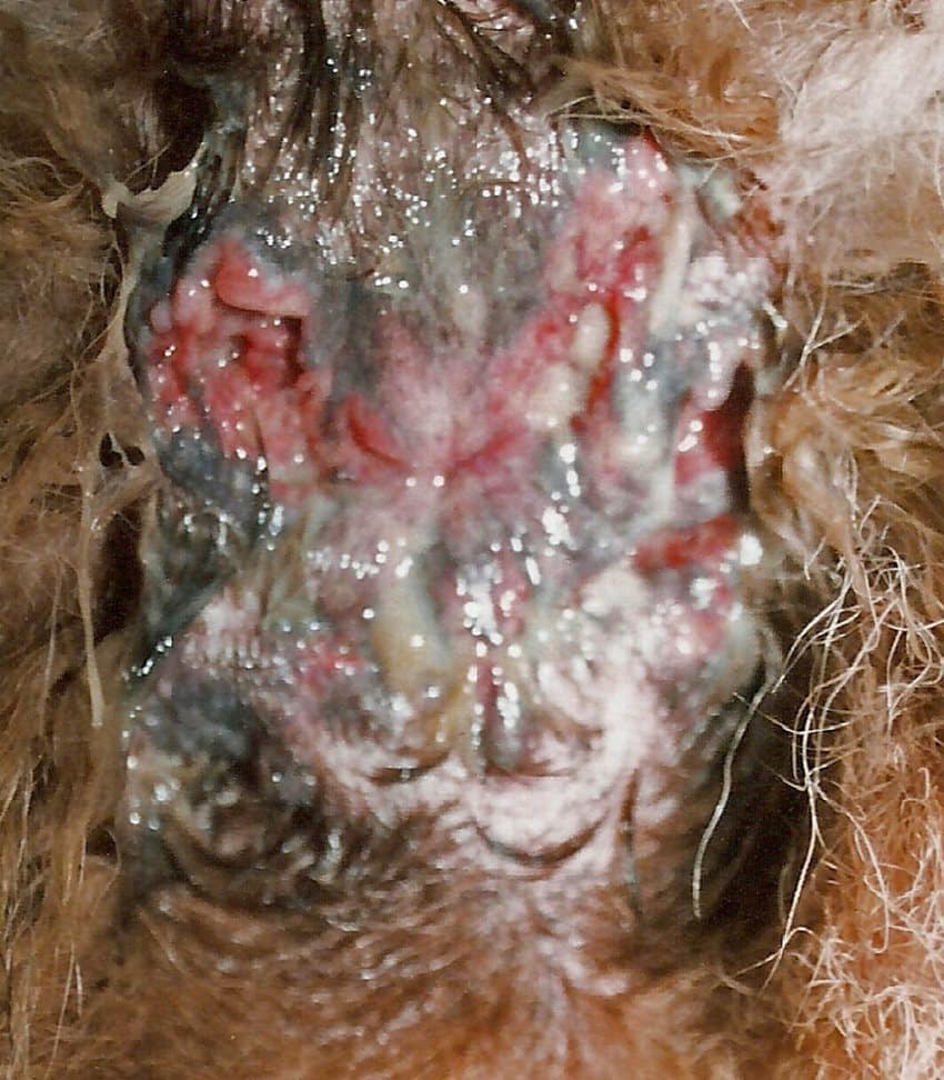 Perianal fistula in dogs