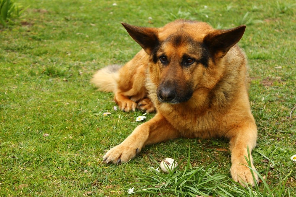Pet Grooming And Training: How To Train Your German Shepherd?