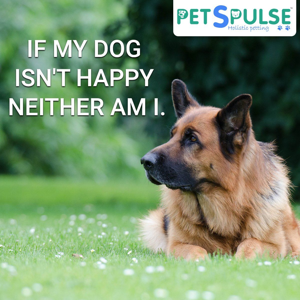 Pets Pulse on Twitter