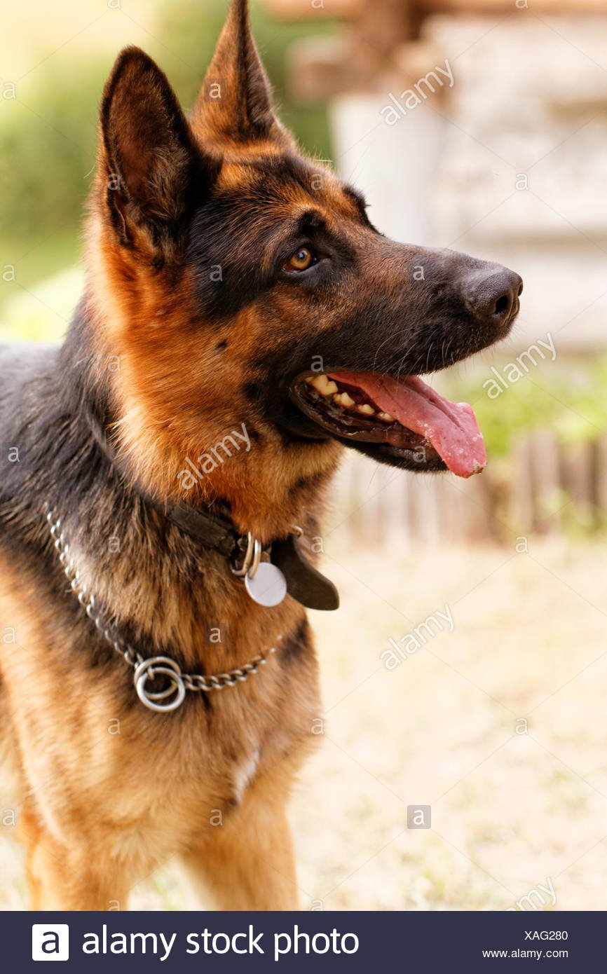 Photo of a friendly German shepherd dog Stock Photo ...