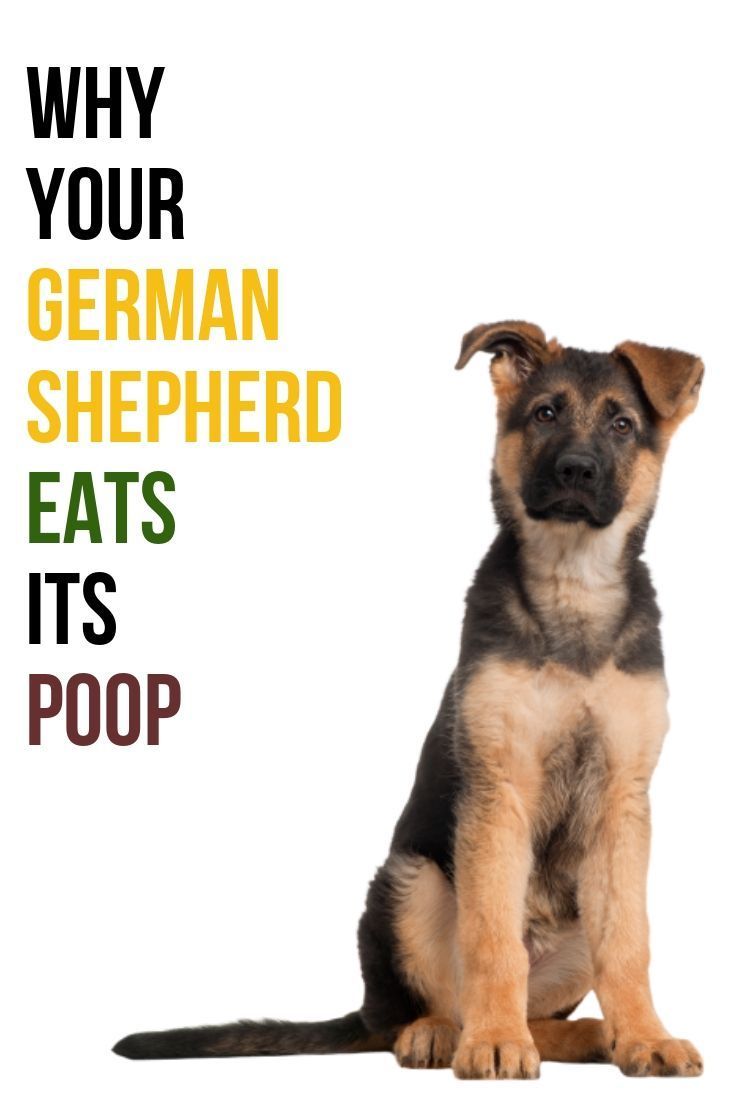 Pin on German Shepherd Health