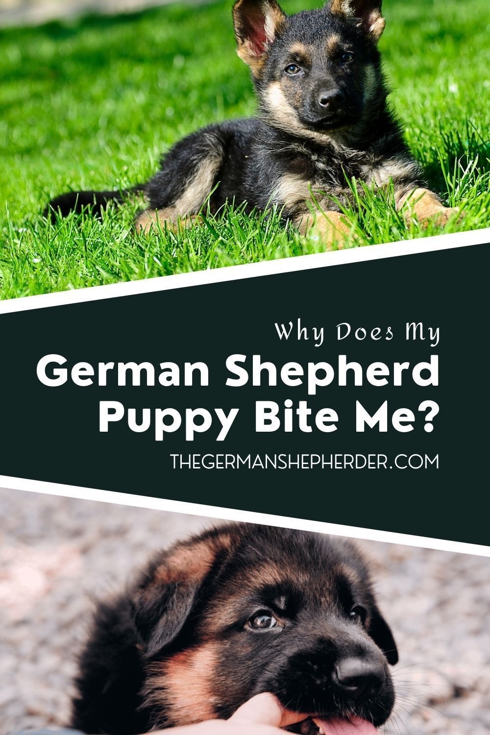 Pin on German Shepherd Puppies