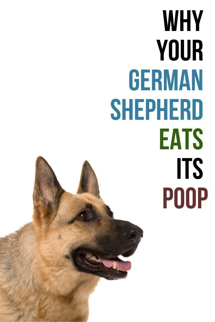 Pin on German Shepherd Tips