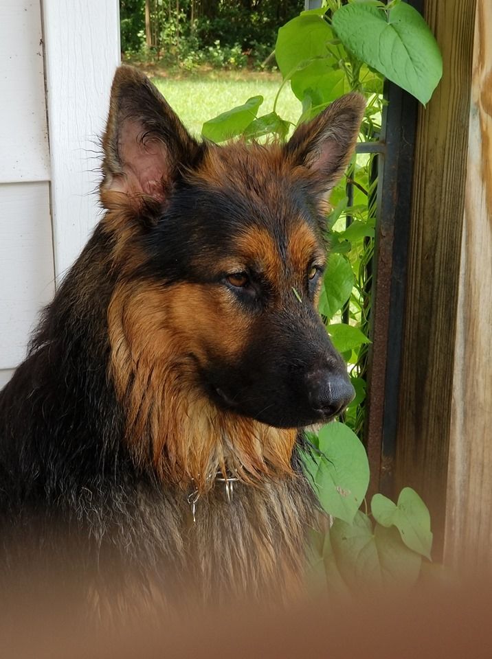Pin on Long Haired German Shepherd Dog