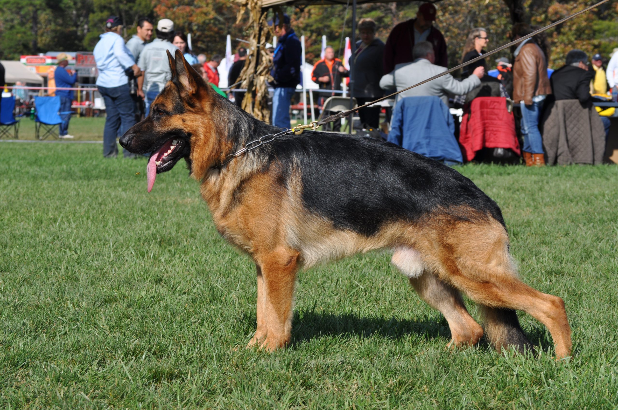 Pittsburgh Dog Training  Is a German Shepherd Dog the ...