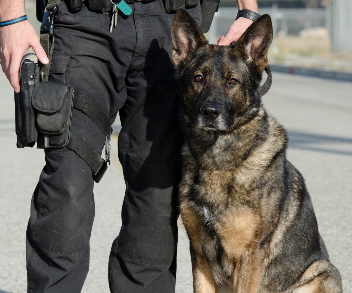 Police Dog  Alldogboots Blog