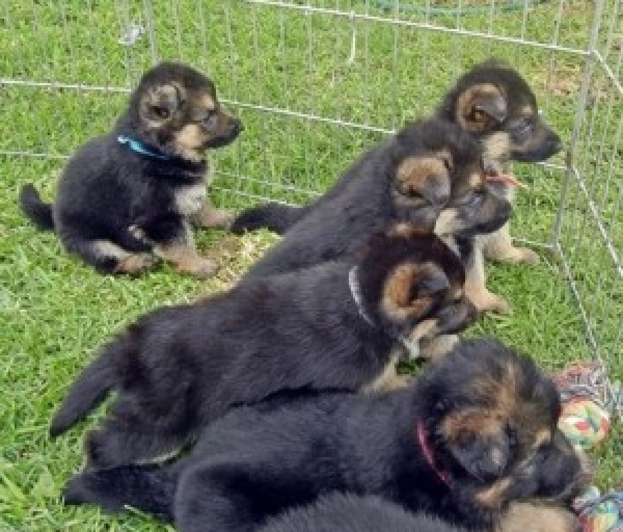 Potty Trained German Shepherd Puppies for sale Offer