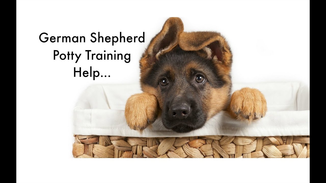 Potty Training your German Shepherd Puppy 6 German ...