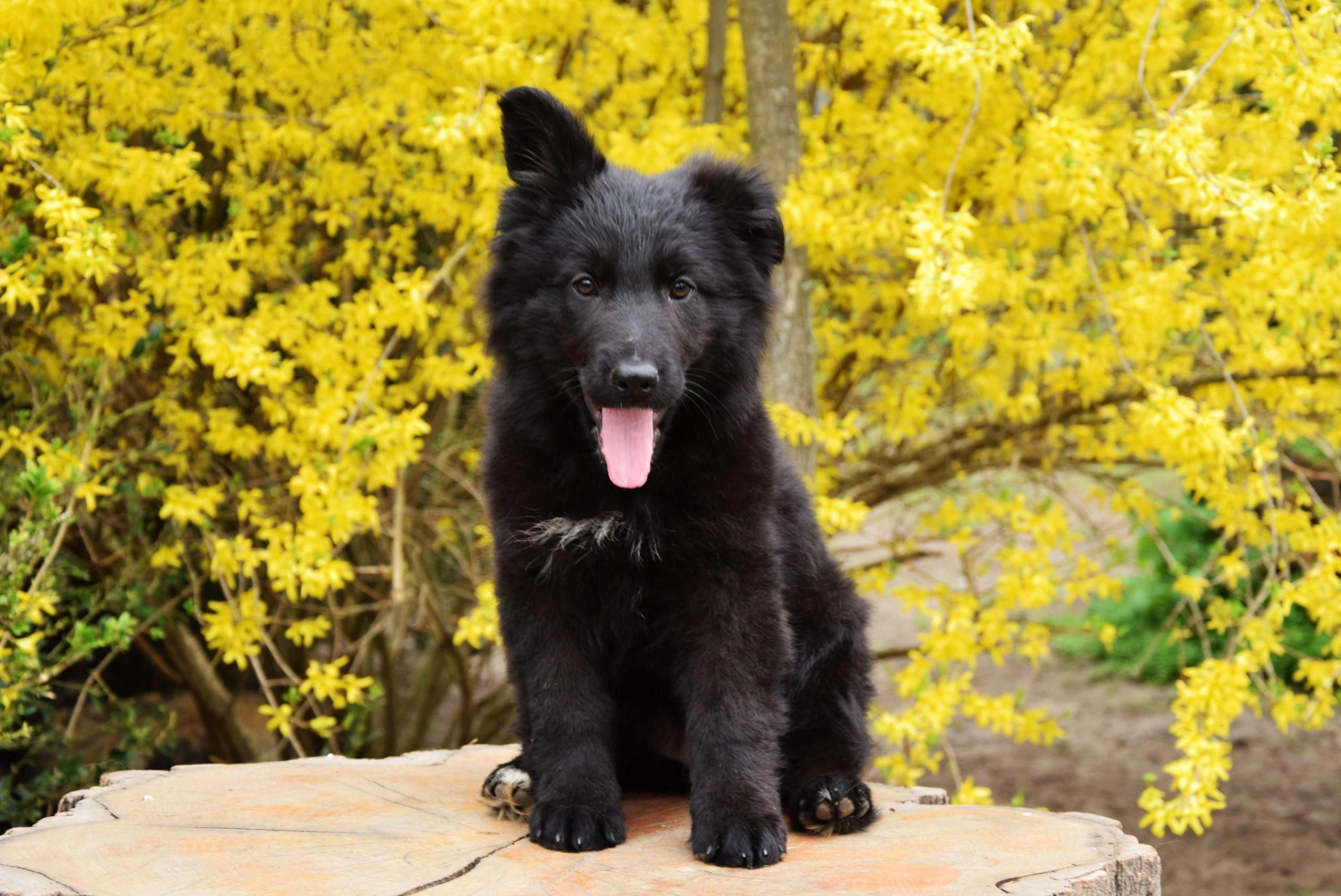 Powerful, pure black German Shepherd puppy. # ...