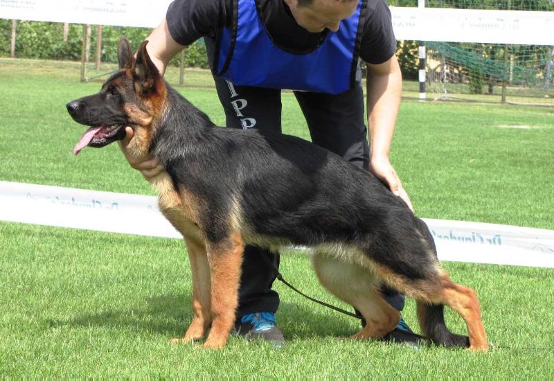 Pregnant Females GSD are Available for Sale  Kappel Kennel