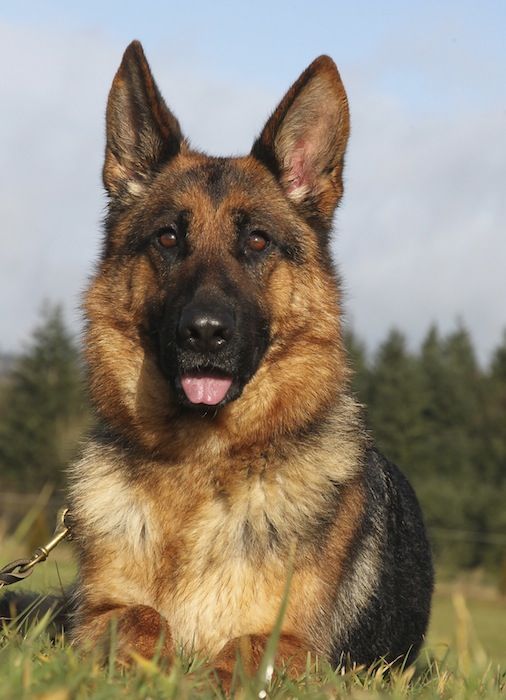 Protection Trained German Shepherds For Sale