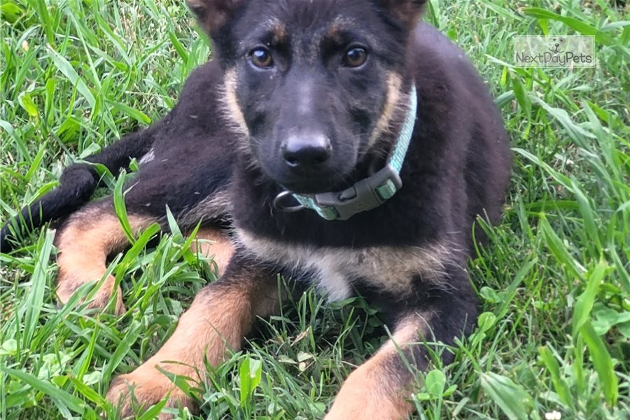 Puppy One: German Shepherd puppy for sale near Knoxville, Tennessee ...