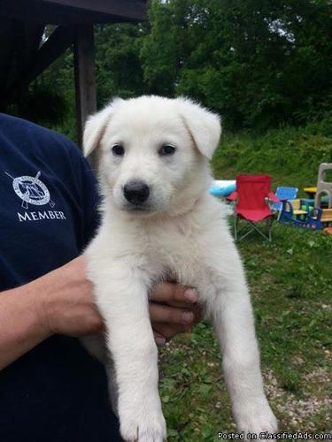 PURE BRED all WHITE GERMAN SHEPHERD PUPPIES! for Sale in Bryansville ...