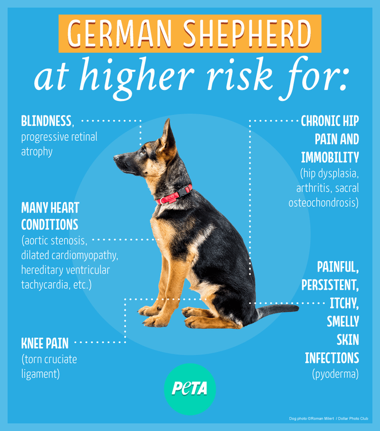 purebred dogs at higher risk for many health problems german