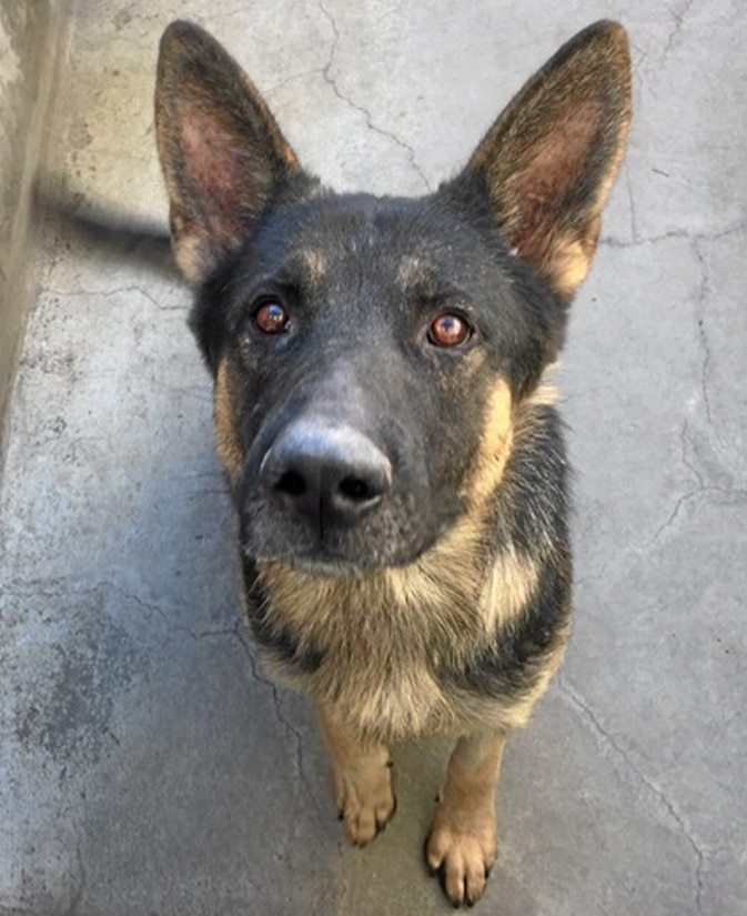 Purebred German shepherd Archie, a smart and friendly dog at the East ...