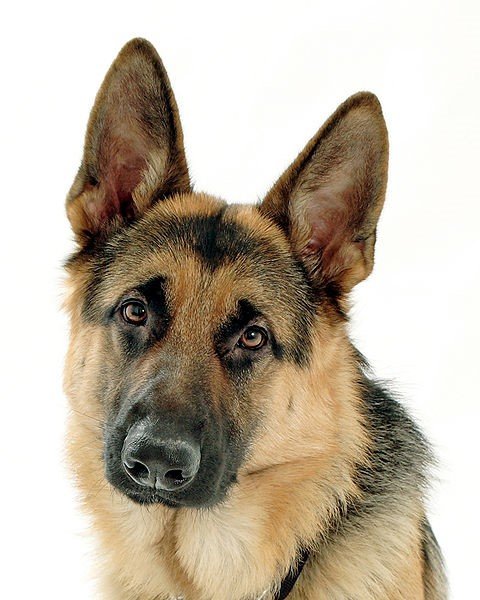 Purebred German Shepherd for Sale in Chicago