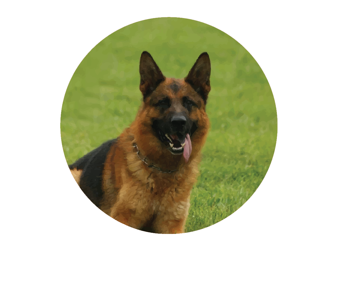 Purebred German Shepherd for Sale in Chicago
