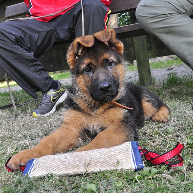 Q& A: How to find a German Shepherd puppy