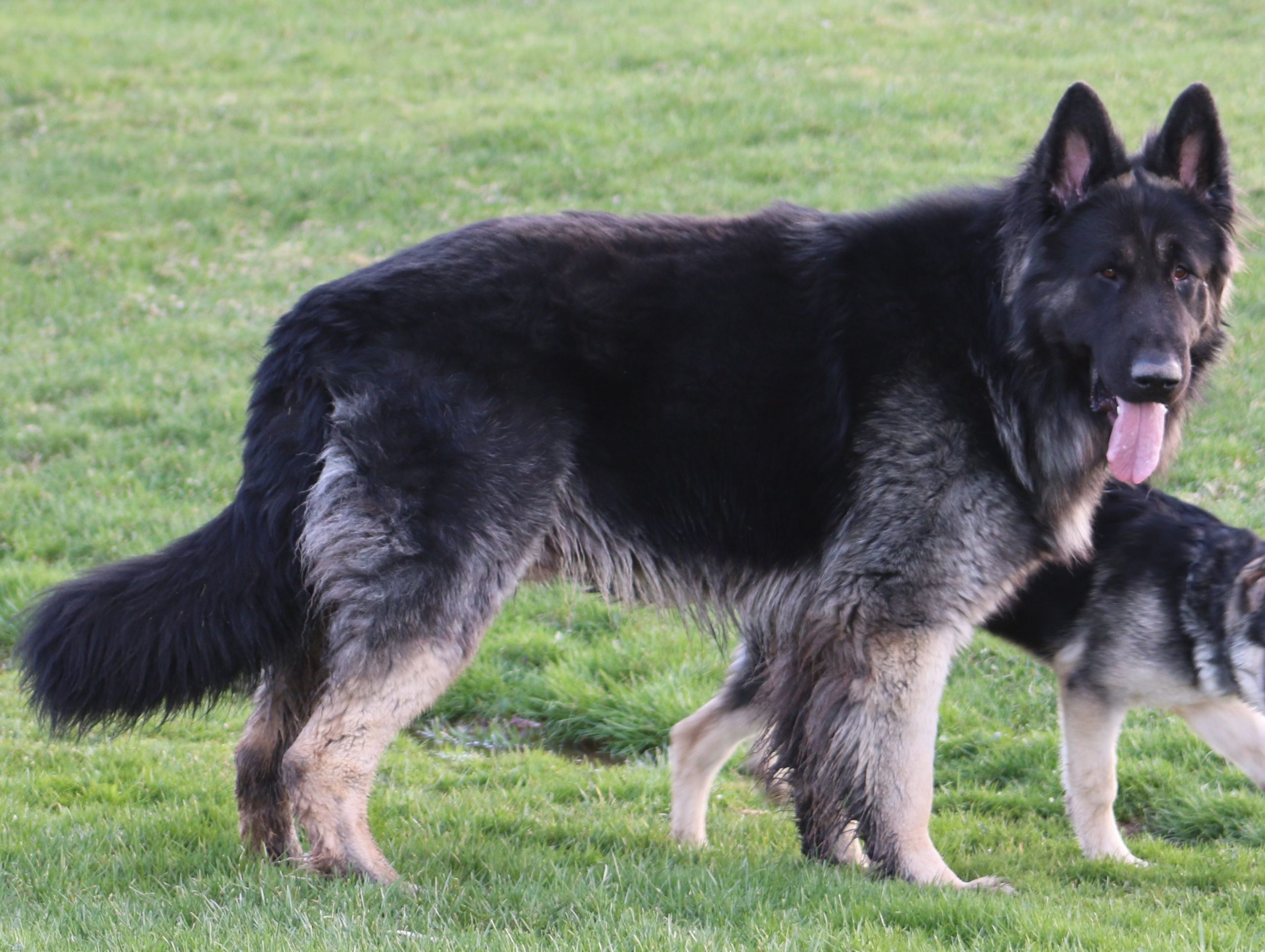 Quality ,old style ,Large German Shepherds. big dogs OFA ...