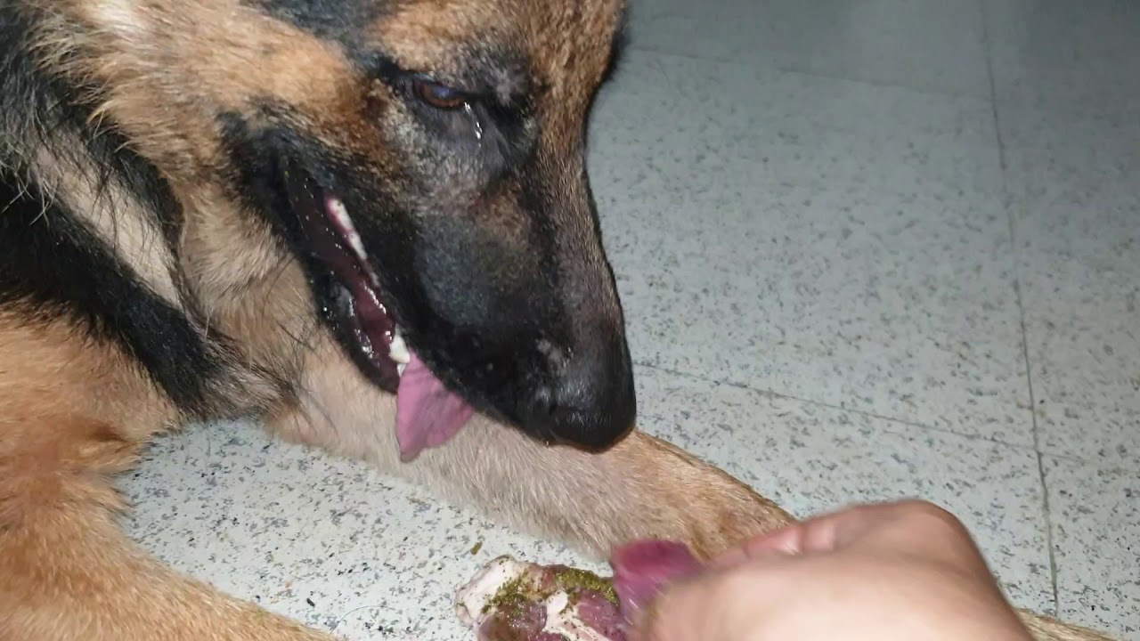 RAW FEEDING 13 MONTHS GERMAN SHEPHERD DOG