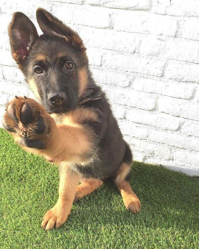 Read More About The Smart German Shepherd Puppy ...