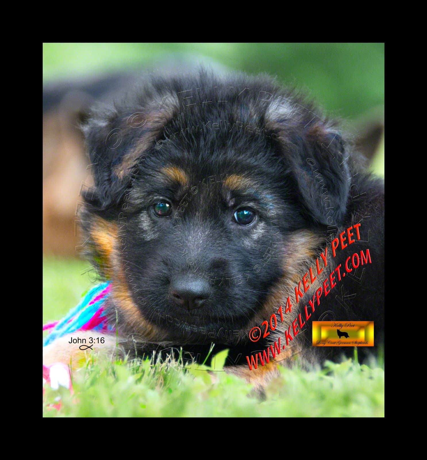 Red and Black Long Haired German Shepherd Puppy out of Q SNIPER PEET ...