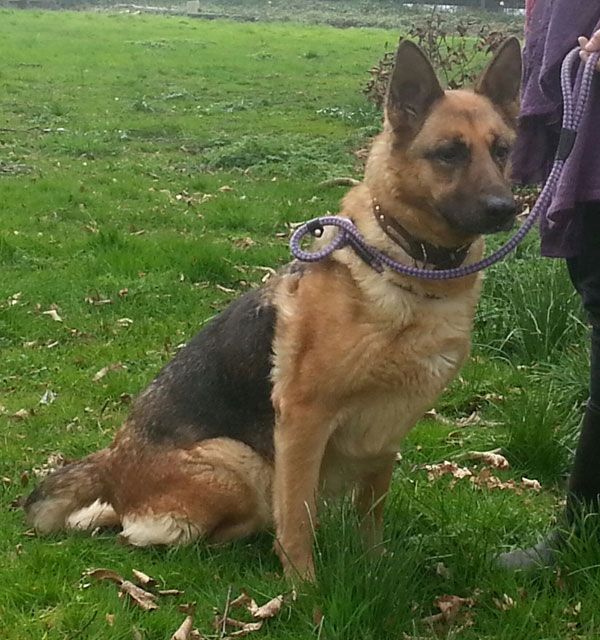 #REHOMED! Flossy older German Shepherd looking for a home. She is 8/9 ...