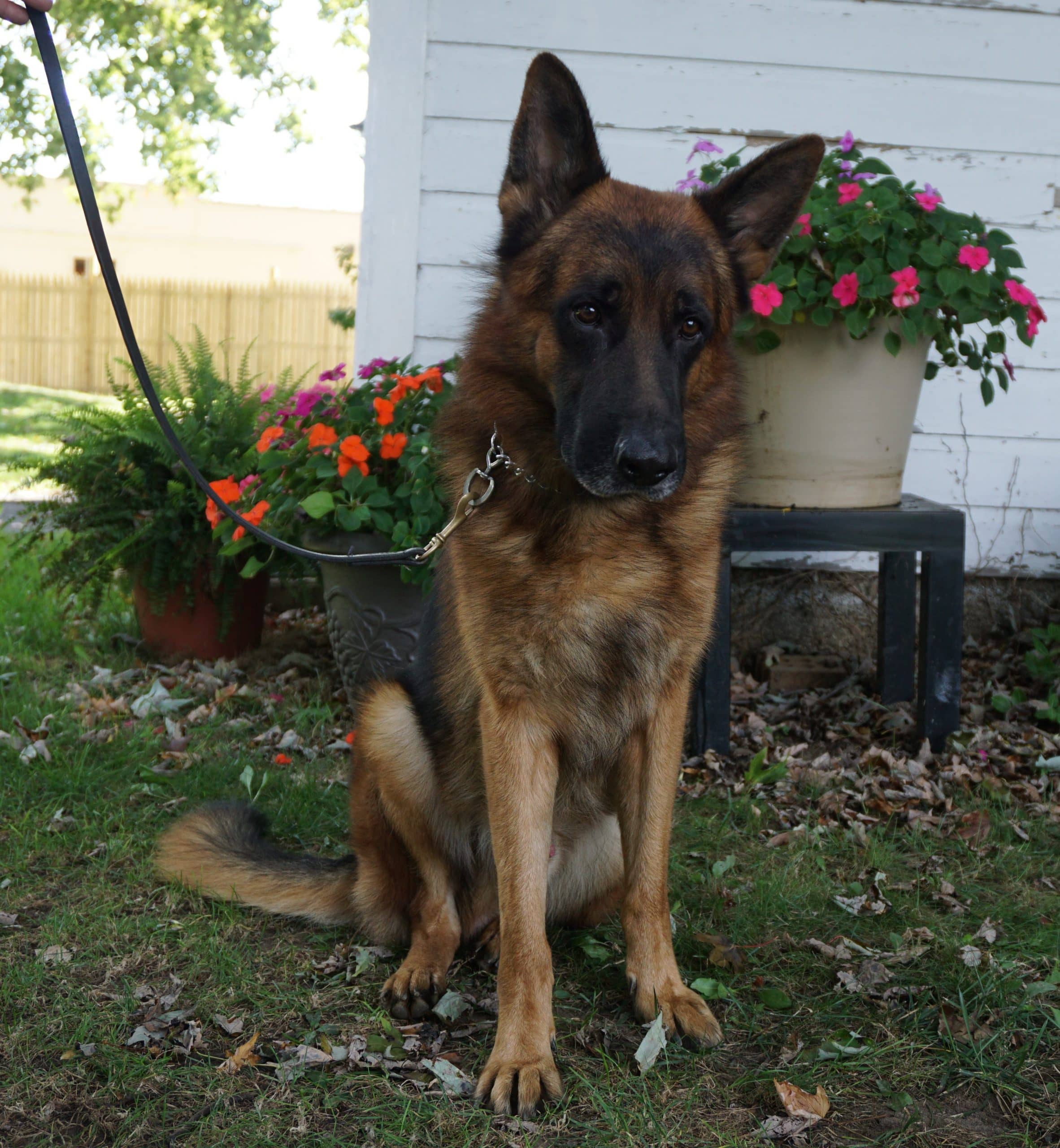 Renzo: German Shepherd Service Dog