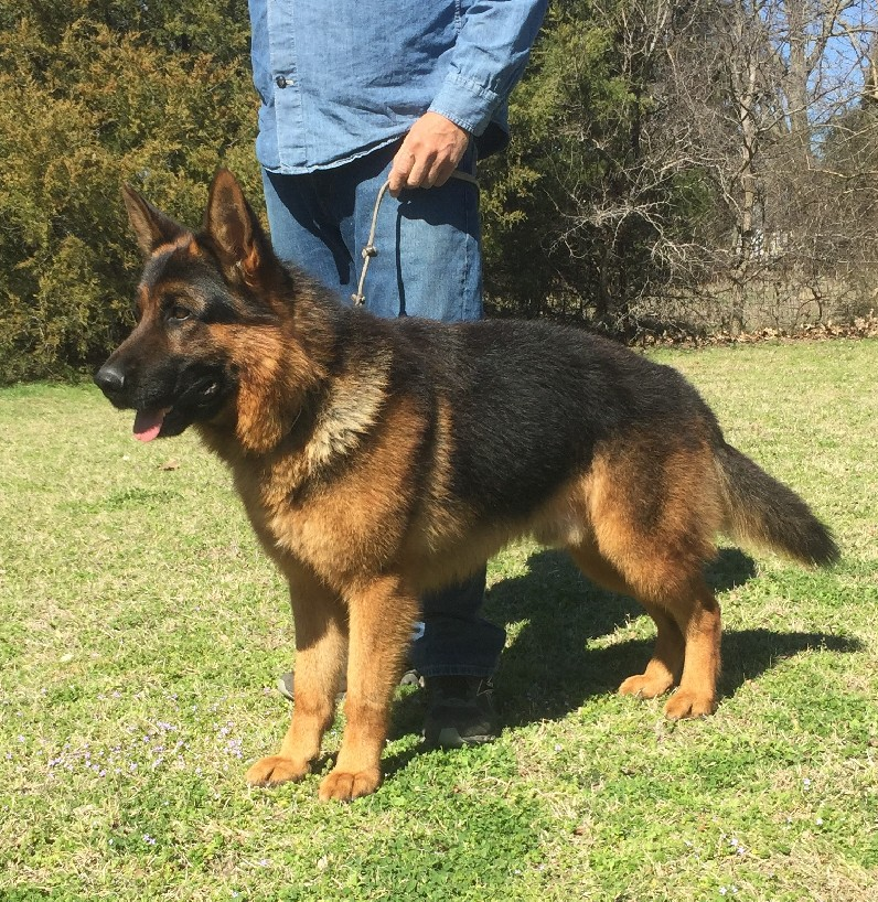Requirements for Breeding to a German Shepherd Stud Dog at ...