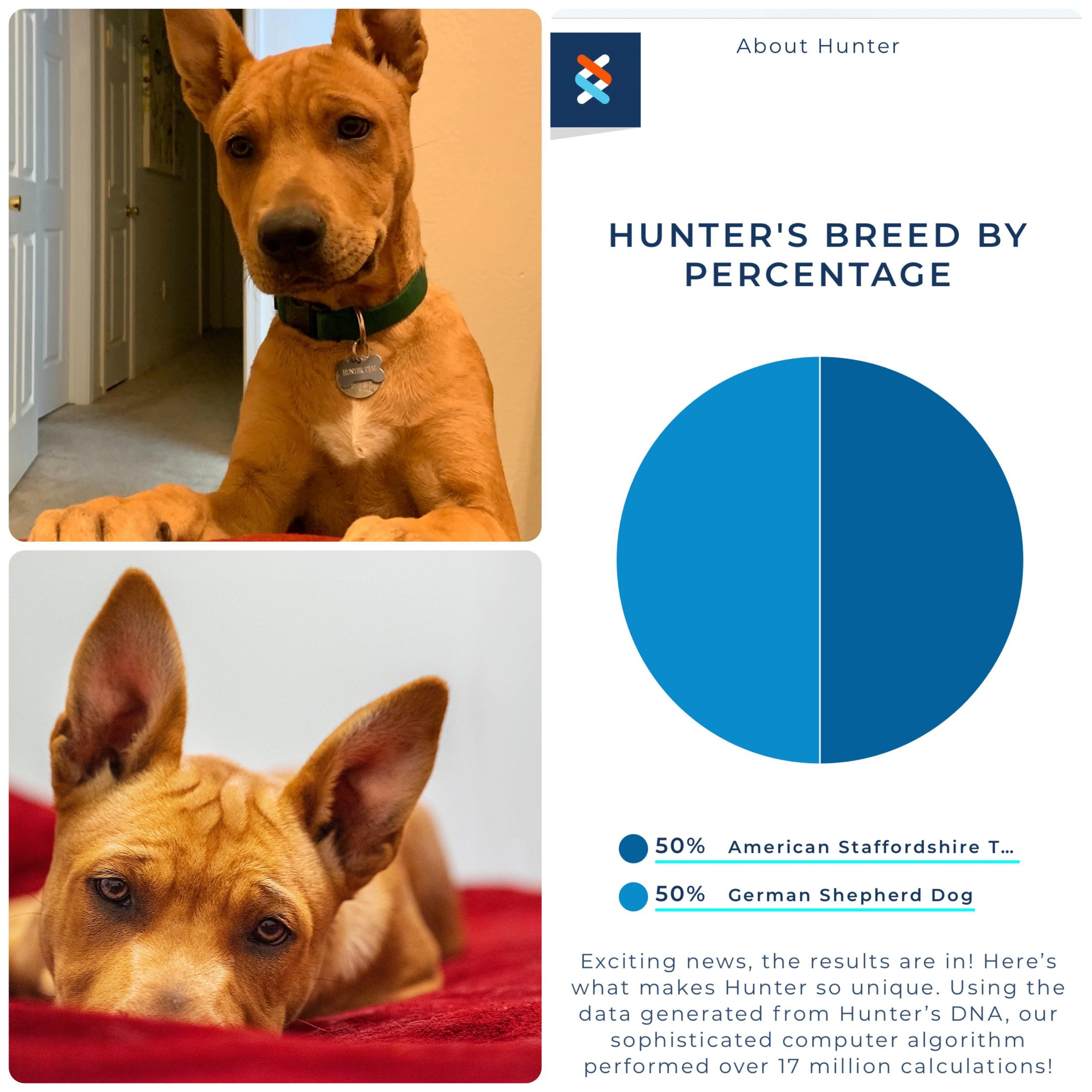 [RESULTS] Hunterâs DNA Test Results are in! 50/50 Staffie and German ...
