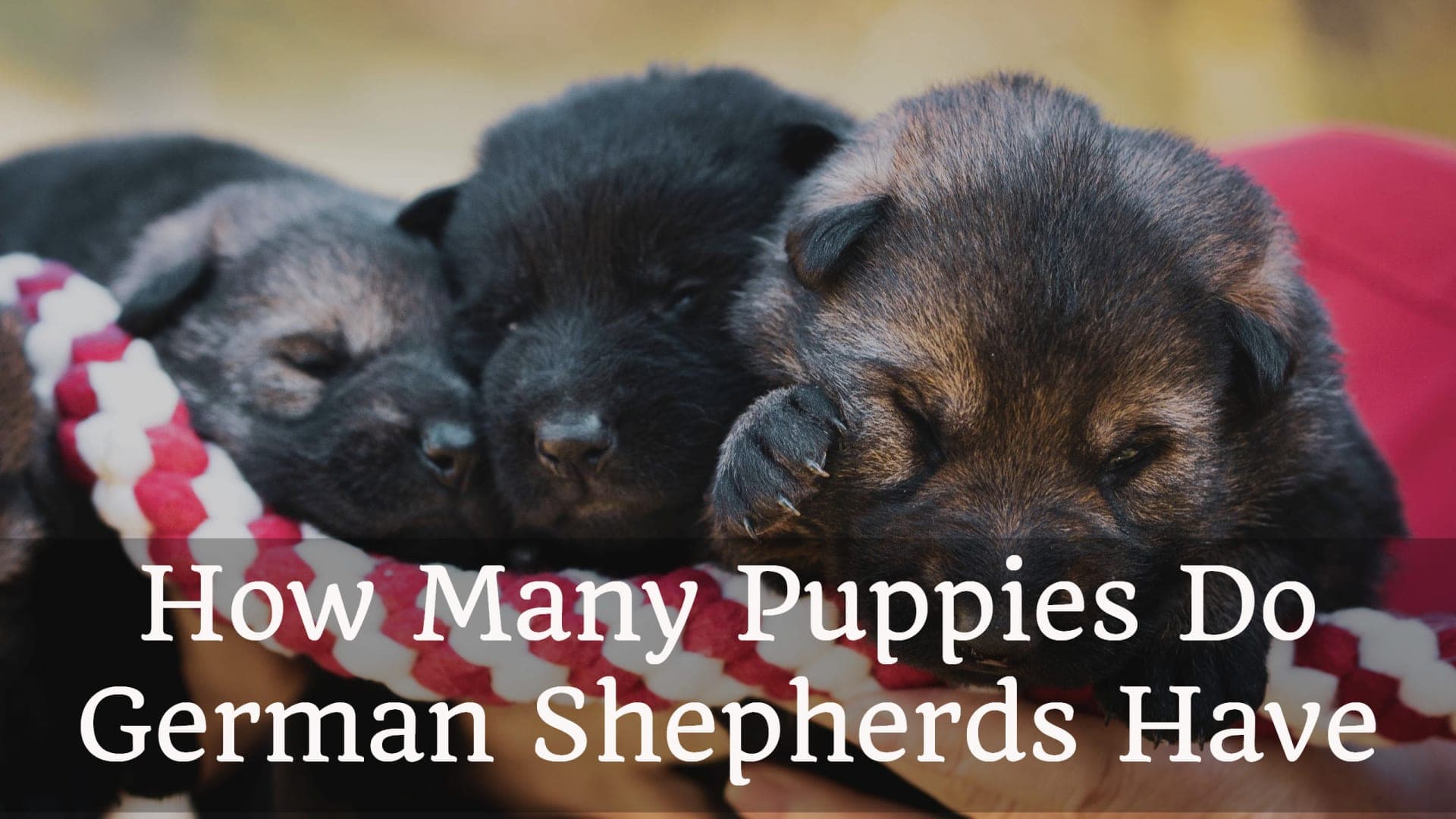 Revealed: How Many Puppies Do German Shepherds Have?