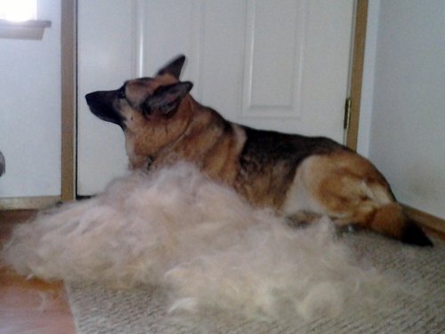 Review: FURminator For Dogs â Best Hair DeShedding Tool?