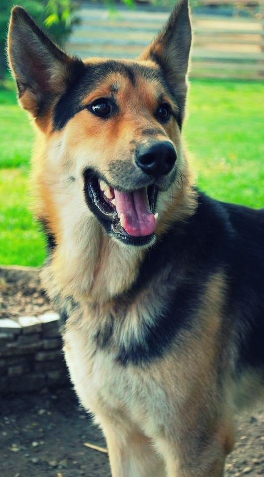 ridiculously photogenic #dog... german shepherd/malamute ...